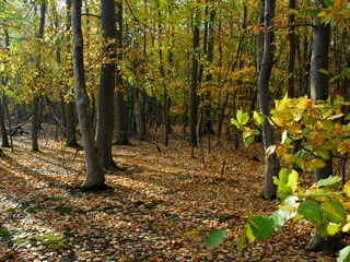Appartamento per vacanze De Koog Ambiente 17