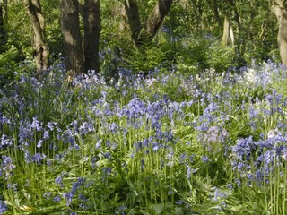 Appartamento per vacanze De Koog Ambiente 18