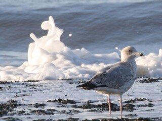 Casa per le vacanze Callantsoog Ambiente 19