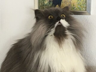 Unsere Katze Paula
