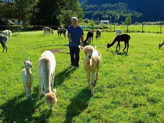 Alpakawanderung mit Klaus