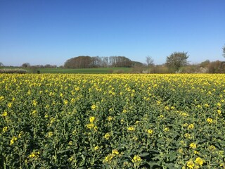 Raps in voller Blüte