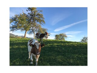 Appartamento per vacanze Oberhofen (Irrsee) Ambiente 21