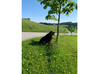 Appartamento per vacanze Oberhofen (Irrsee) Ambiente 23