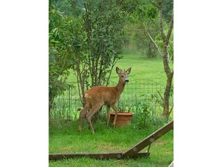 Appartamento per vacanze Oberhofen (Irrsee) Registrazione all'aperto 15