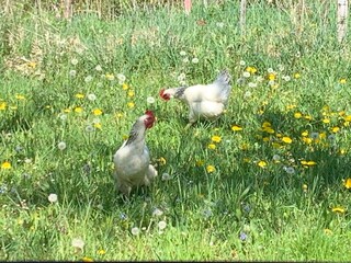 Appartamento per vacanze Oberhofen (Irrsee) Registrazione all'aperto 16