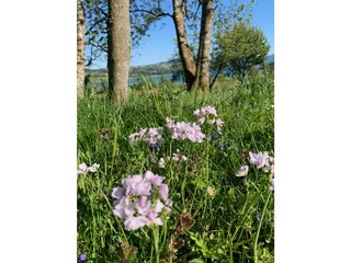 Appartamento per vacanze Oberhofen (Irrsee) Ambiente 24