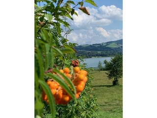 Appartamento per vacanze Oberhofen (Irrsee) Ambiente 25