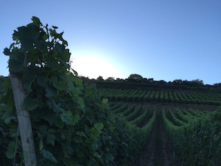 Sasbacher am Kaiserstuhl / Weinberge