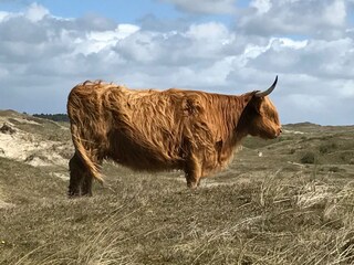 Casa per le vacanze Bergen (Holland) Ambiente 31