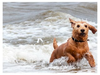Chalet Noordwijk Ambiente 24