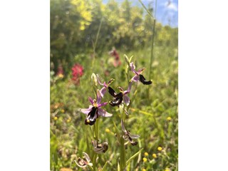 Casa per le vacanze Castellina Marittima Registrazione all'aperto 8