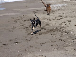 Holiday house Castellina Marittima Environment 26