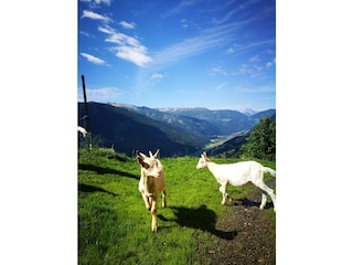 Berghütte Stall Umgebung 26