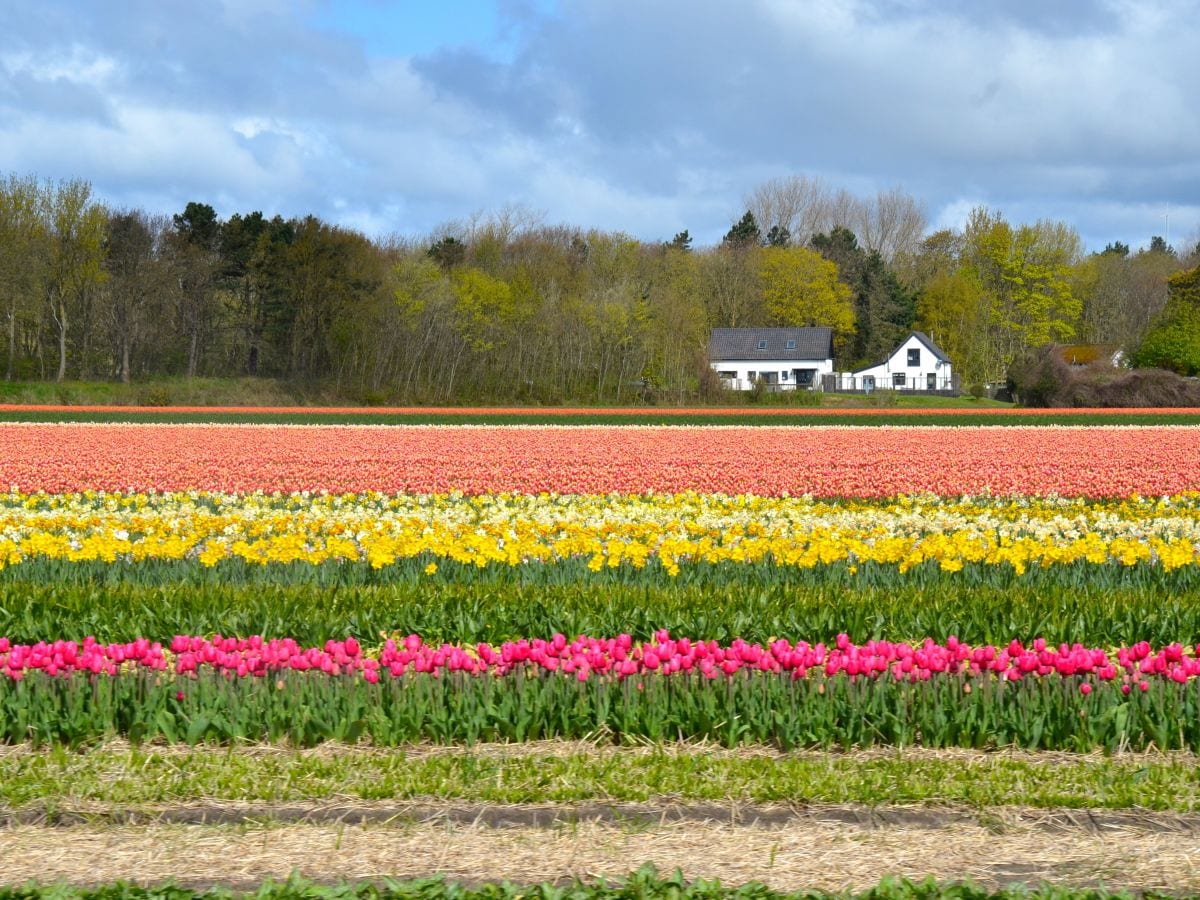 Tulpenfelder in Limmen