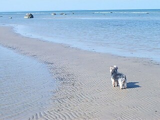Urlaub mit dem Hund