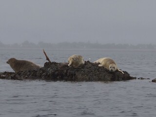 Seal colony that you can see by canoe or sailing