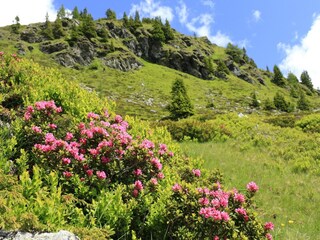 Appartamento Sankt Michael im Lungau Ambiente 26
