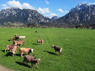 Appartamento Schwangau Ambiente 17