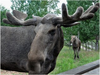 Hautnah - Målilla Älgpark Kristineberg
