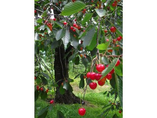 Appartamento per vacanze Lautenbach Registrazione all'aperto 5