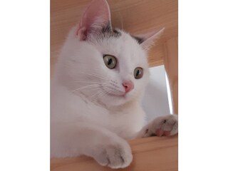 Appartamento per vacanze Lautenbach Registrazione all'aperto 10