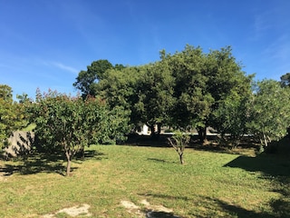Aprikosen, Kirschen, Mandarinen und Wein im Garten