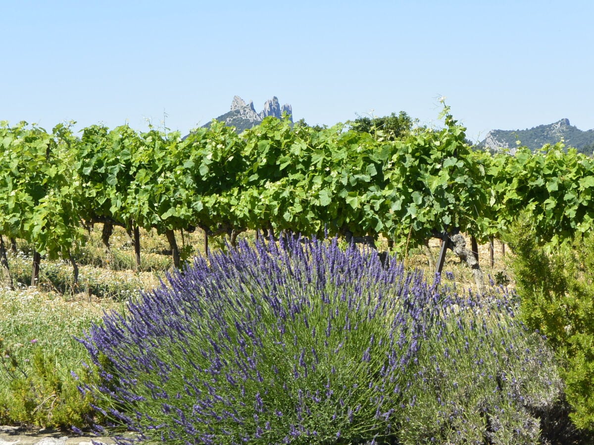 Lavendel und Wein prägen die Natur. Golf und Wandern.