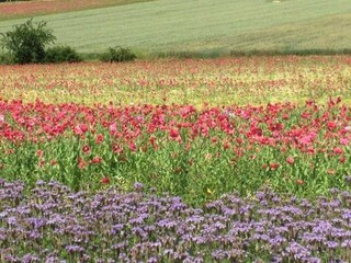 Maison de vacances Großalmerode Environnement 31