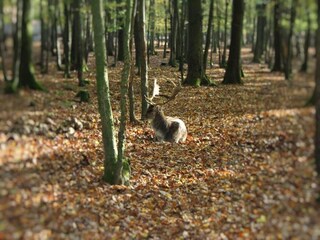 Holiday house Großalmerode Environment 35