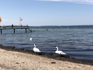 Naturstrand Niendorf