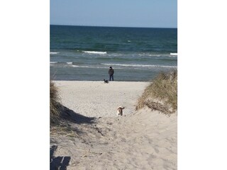 Am Strand .. mit Hund