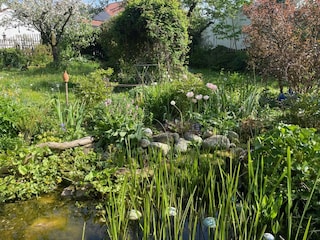 Blick auf den Gartenteich