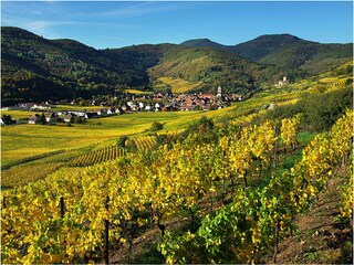 Schlossberg vineyards