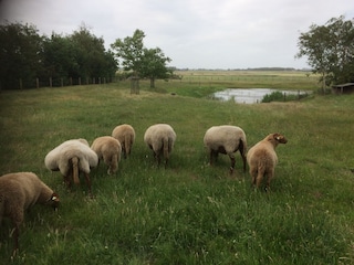 uitzicht op de schapen