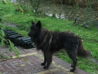 Holländischer Schäferhund Gijs