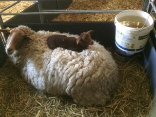 Fattoria Schoorl Registrazione all'aperto 5