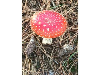 Fattoria Schoorl Ambiente 19