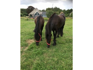 Fattoria Schoorl Registrazione all'aperto 7