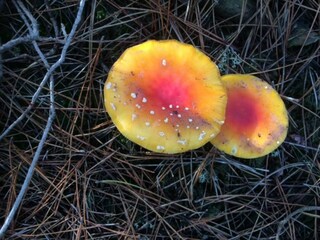 Fattoria Schoorl Ambiente 20