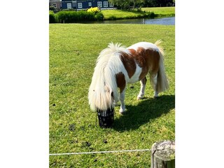 Mini-Shetland-Alexander
