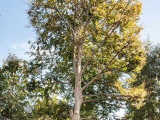 Vakantiehuis Vignone Buitenaudio-opname 2