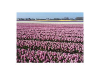 Vakantieappartement Noordwijk Omgeving 12