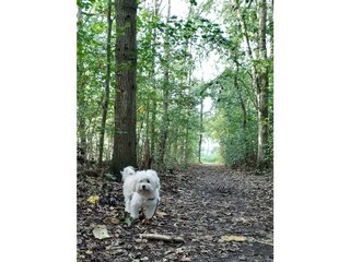 Appartamento per vacanze Noordwijk Ambiente 13