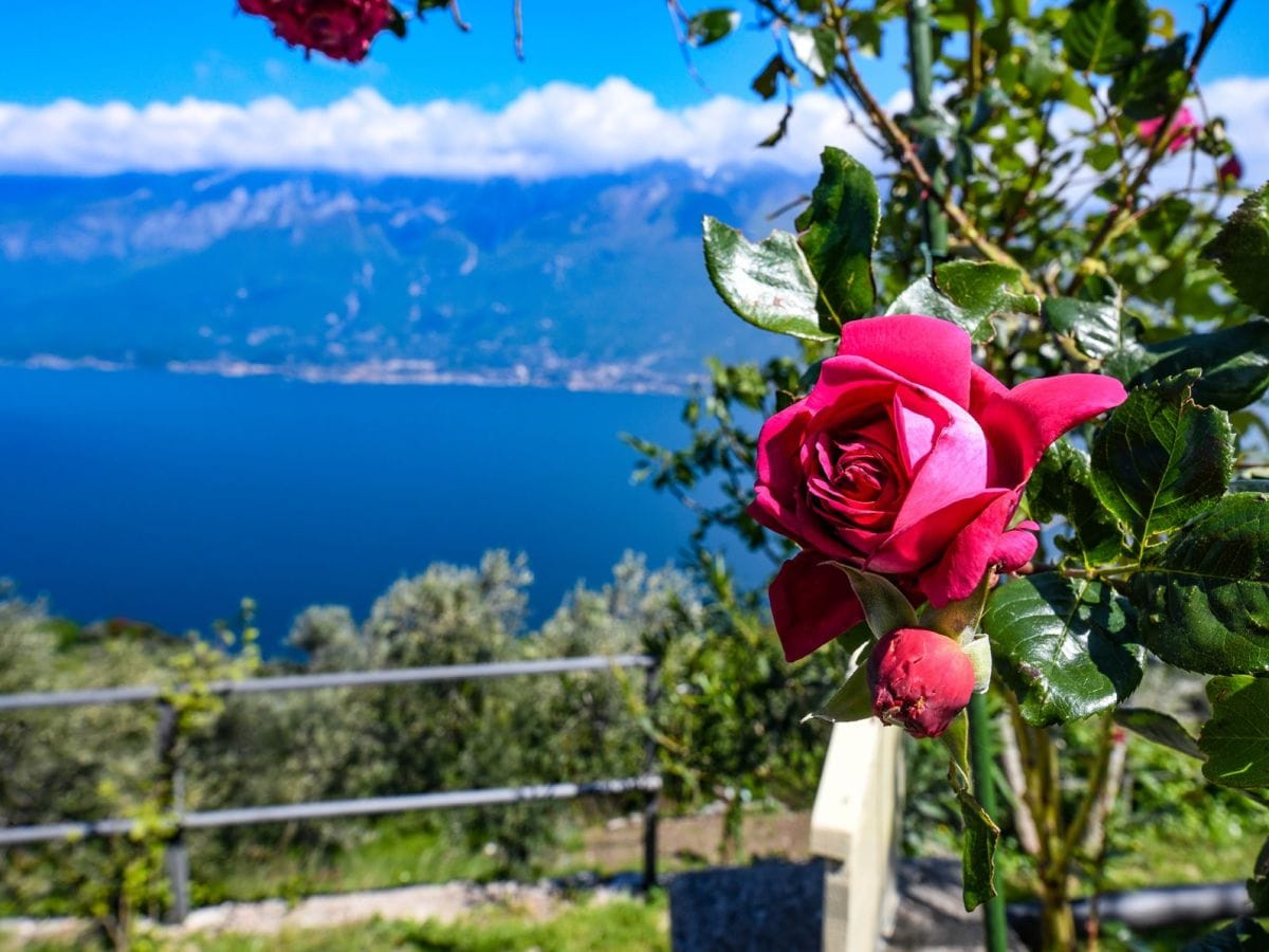 Inmitten von Natur immer mit Seeblick