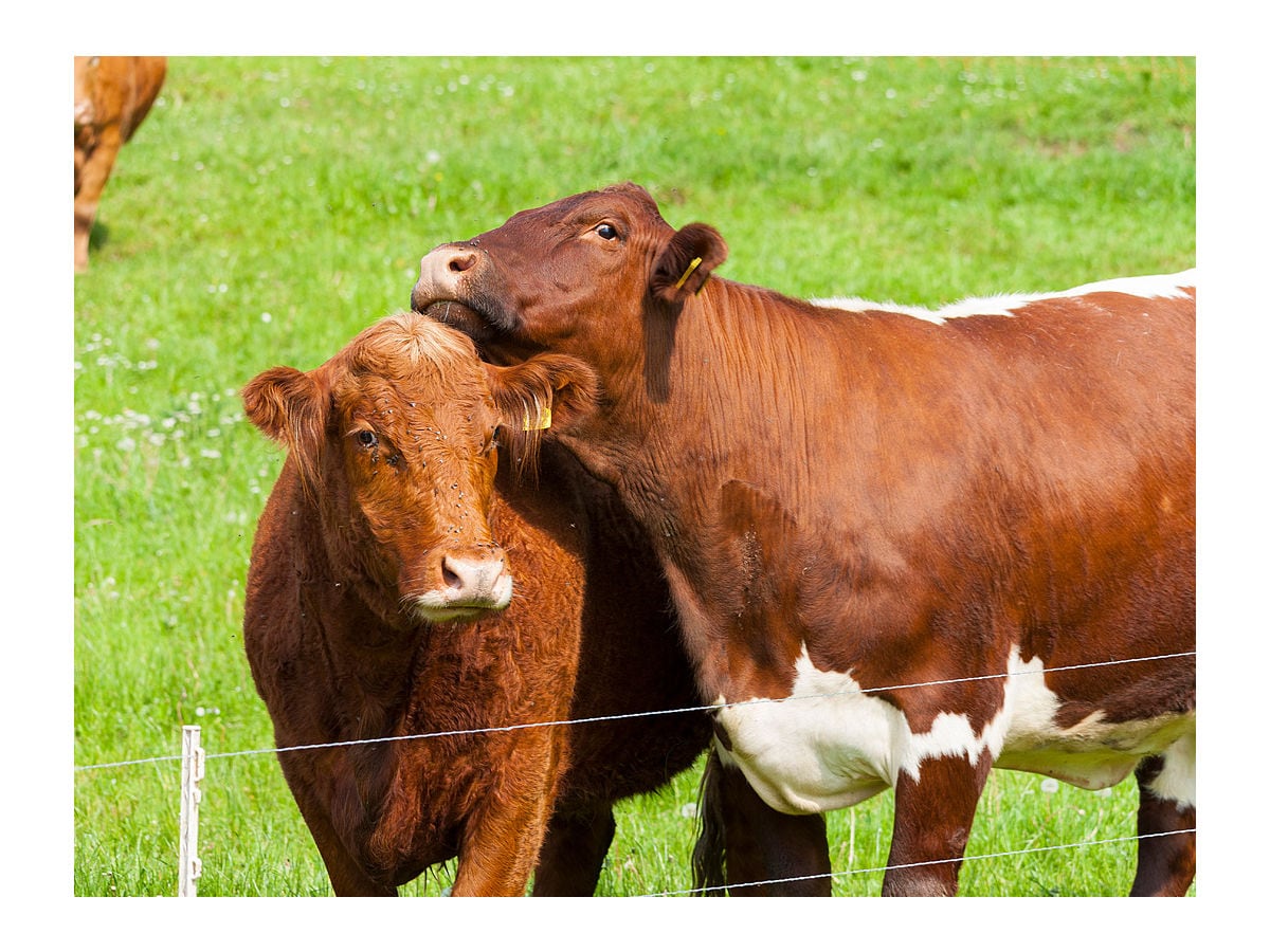 eigene Landwirtschaft