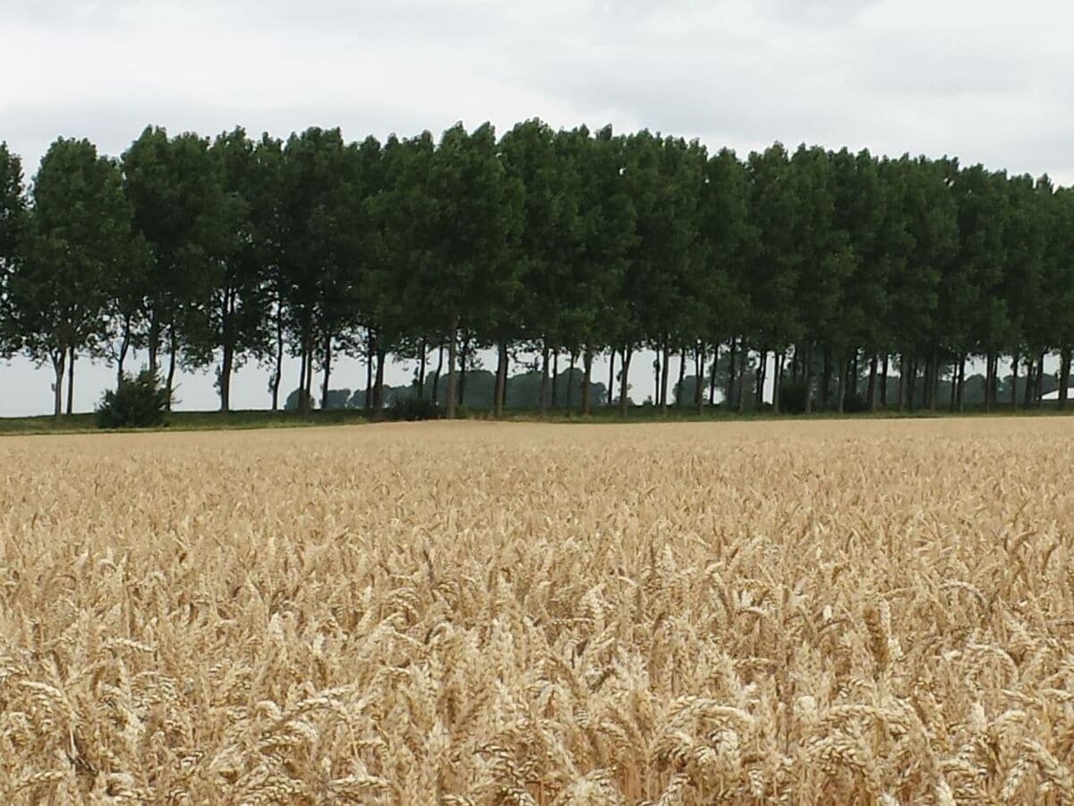 Polderlandschaft Breskens Anfang August