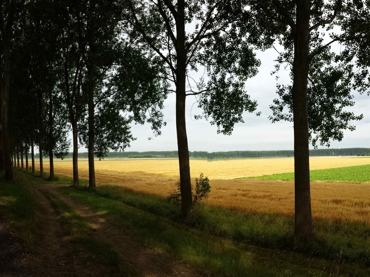 Polderlandschaft Breskens Anfang August