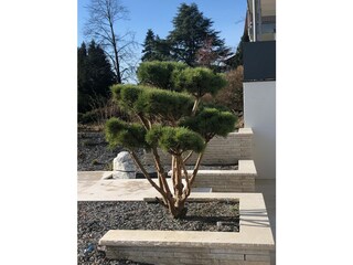 Rock garden with water basin