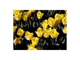 Chalet Burgerbrug Ambiente 13